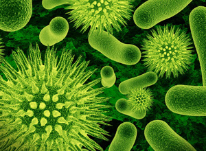 Болезнетворные микробы