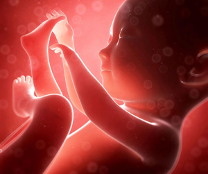 Фундамент никтофобии в эмбрионе